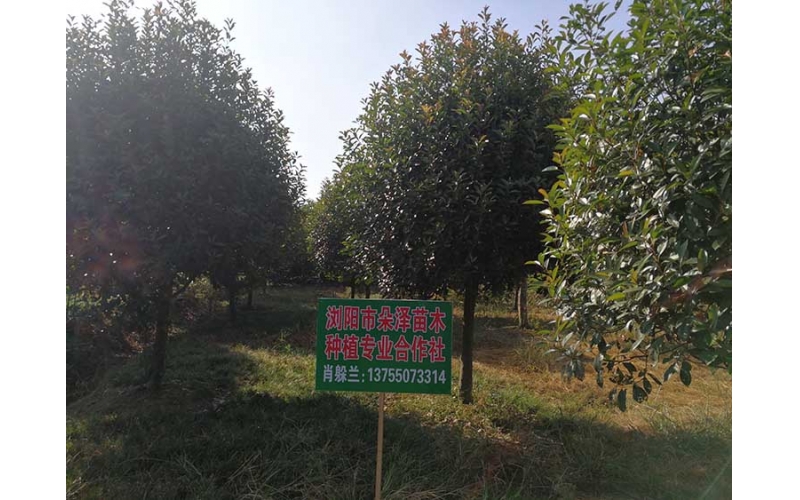 桂花樹基地