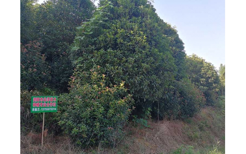 桂花樹基地