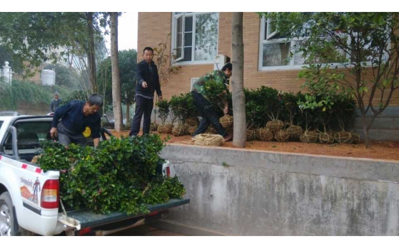 湖南華苑園林為長沙縣湘龍家園樓盤進行整體綠化項目