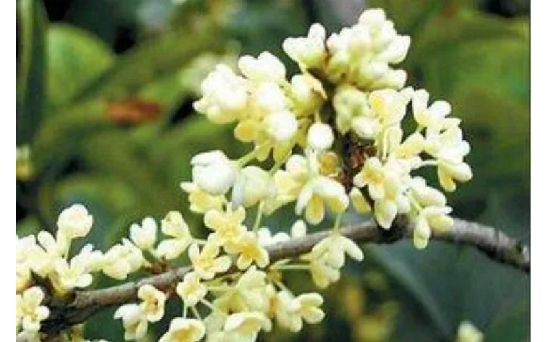 金桂花樹苗怎么種植