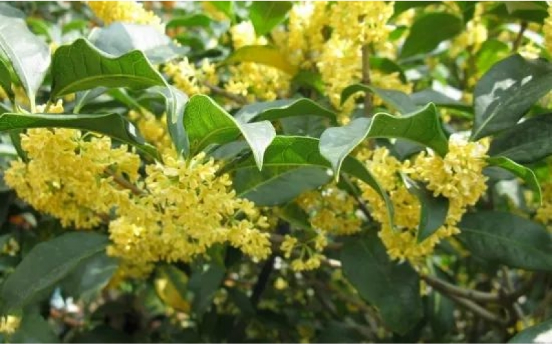 桂花樹的栽培技術：喜陽光、好溫暖、耐高溫、不耐寒