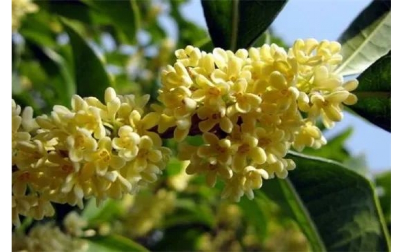 桂花用什么樹嫁接，大葉女貞/冬青/水蠟/流蘇樹做砧木都行